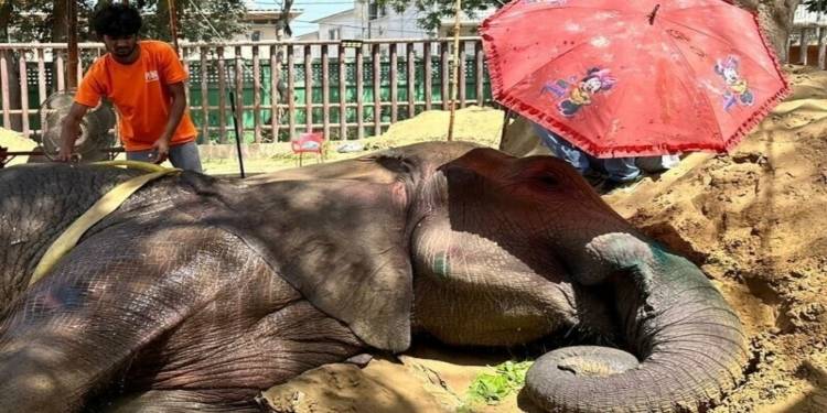 Plan To Permanently Shut Down Karachi Zoo On The Cards