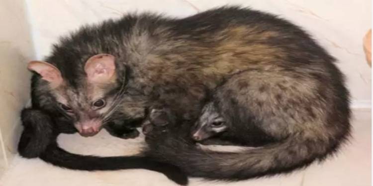 Civet Cat Manages To Enter Parliament Building