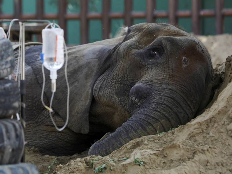The Animal Cruelty In Pakistan's Zoos Needs To End