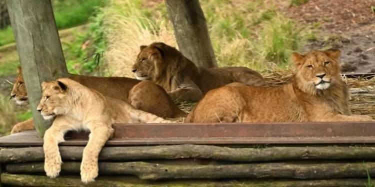 Four Lions Break Out Of Circus Cage In Sheikhupura