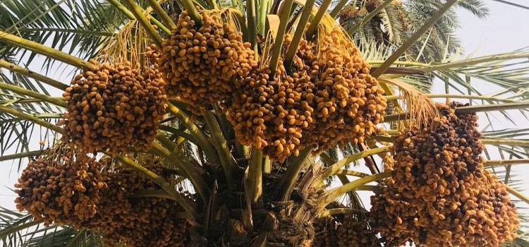 Date Cultivation In Pakistan