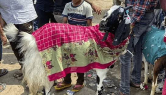 No Eid-ul-Azha For Ahmadis in Pakistan