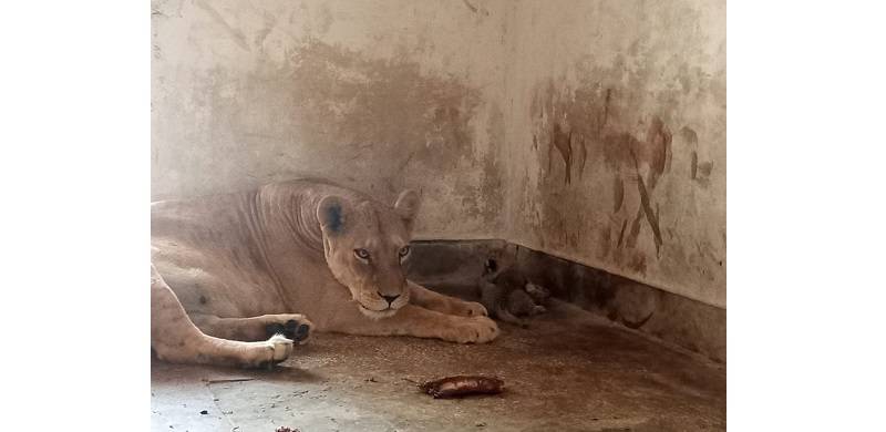 DG Khan Provides An Example Of The Failure Of Zoos In Pakistan