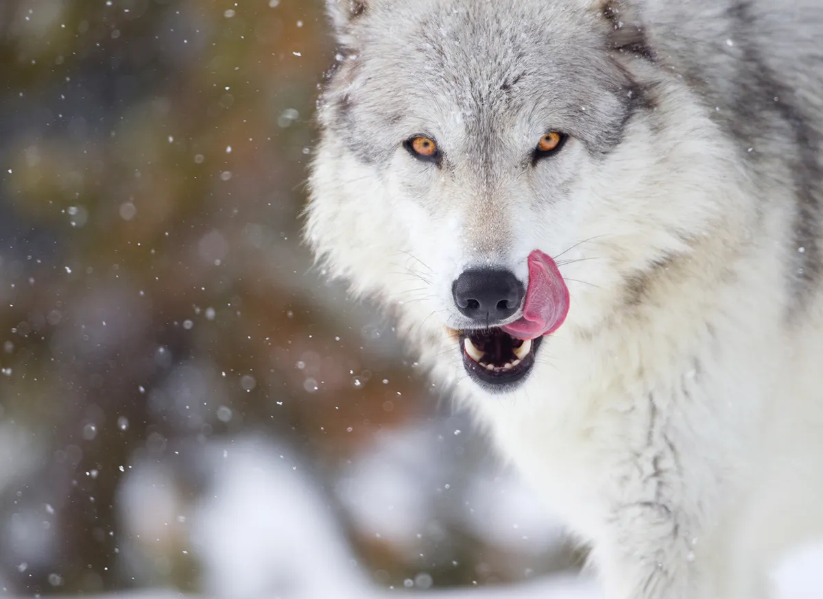The Wolf That Survived the Rain
