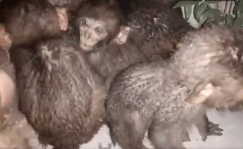Monkey Business Has Everyone Scrambling In Karachi Court