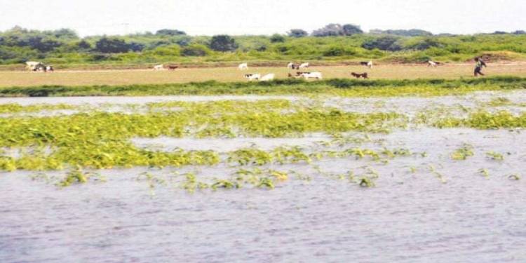 Floods Destroy Crops In South Punjab, Sindh