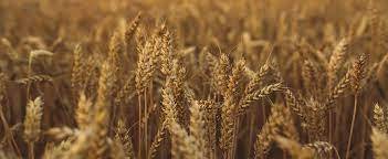 Reforming The Agricultural Sector Of Pakistan