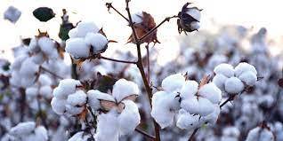 Developing A Sustainable Textile Policy