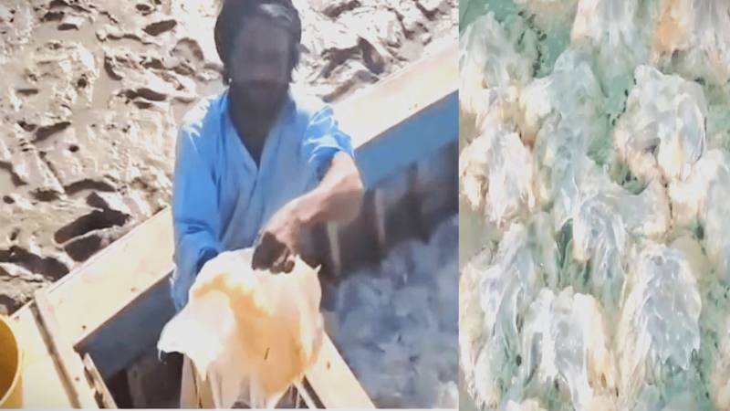 Thatta's Fishermen Catch Rare, Inedible Jellyfish-like Species To Supplement Incomes