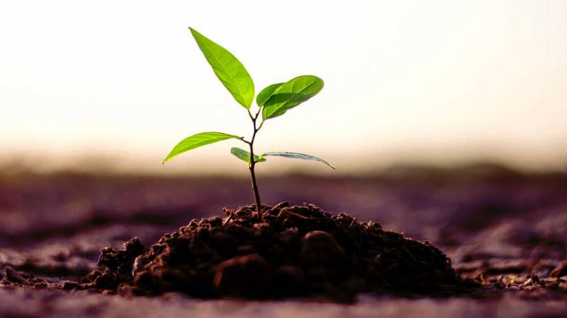 Plantation Is Not An option But A Crucial Need
