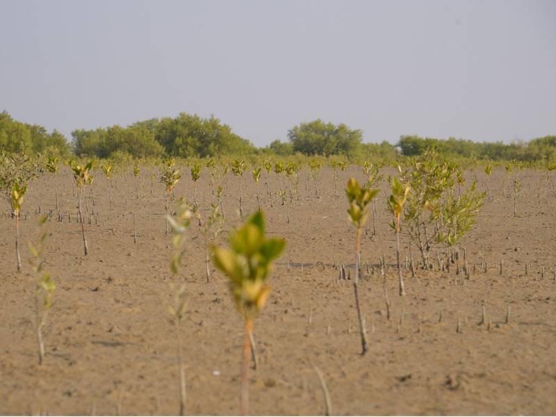 World Environment Day: Bank Alfalah, WWF-Pakistan To Plant 25,000 Mangroves in Balochistan