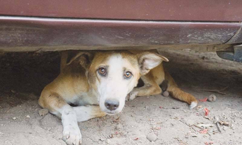 Democracy And The Ethical Treatment of Animals: A Reflection On Pakistan's Stray Dog Crisis