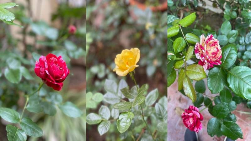 Roses – The External And Internal Wonders