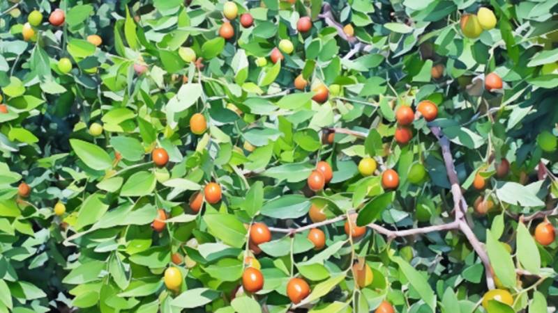 Of The Hidden Superfruit That Is Ber