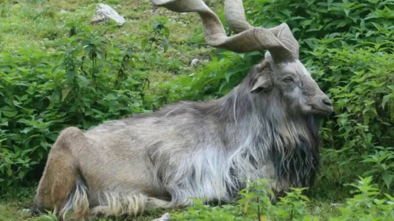 From Endangered To Thriving: The Markhor And Pakistan’s Trophy Hunting Success