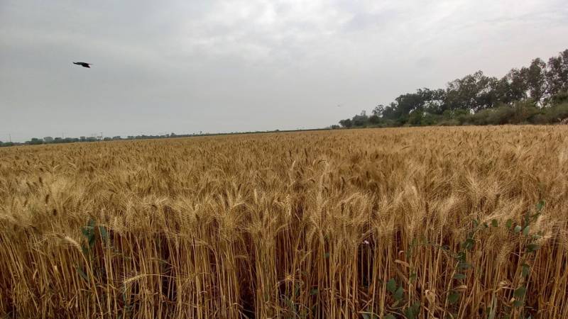 Smarter Fertiliser Use: A Key To Food Security, Climate Action, And Clean Environments
