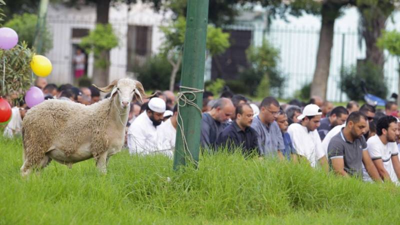 Rethinking Eid-Ul-Adha: Tradition, Sacrifice, And Meaning In A Modern World