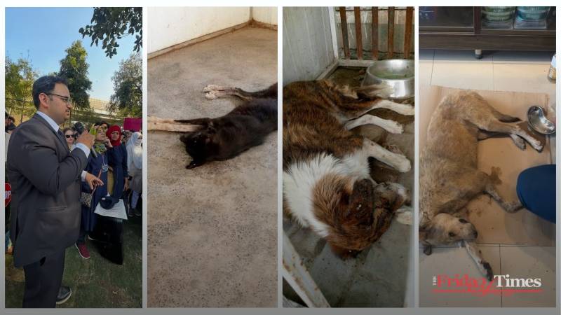 CDA Stray Dog Centre Under Fire For Abuse And Neglect