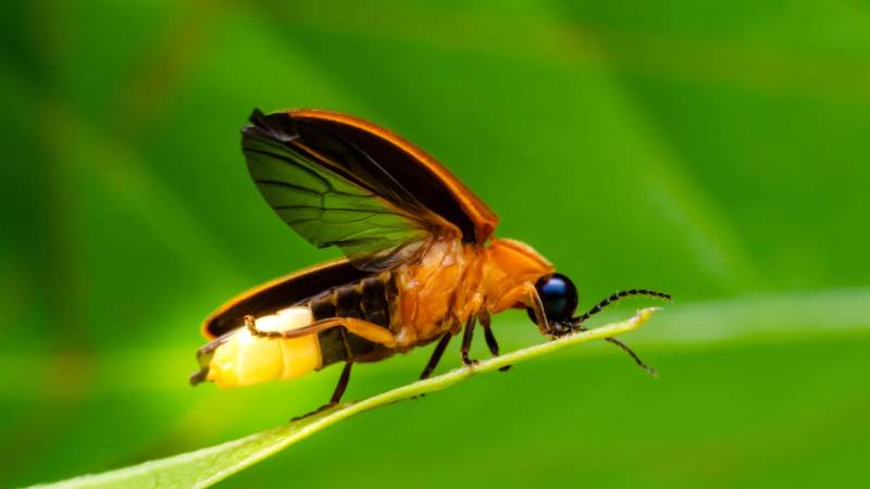 Fireflies Fading From Pakistan’s Landscape As Urbanisation And Climate Change Take Their Toll