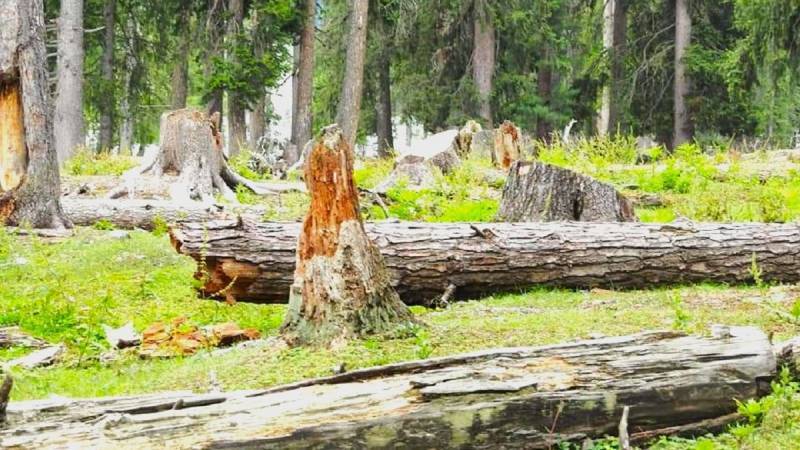 KP’s Vanishing Forests: A Battle Between Timber Mafias And Climate Survival