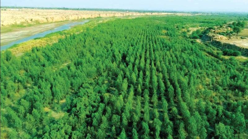 KP’s Forests Enter Global Carbon Markets