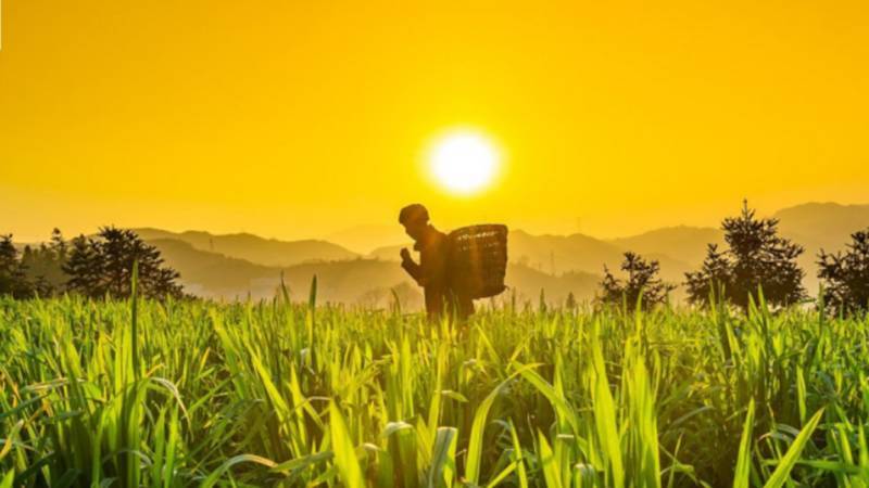 Restoring Pakistan’s Carbon Sinks: A Vital Strategy For Climate Resilience And Growth