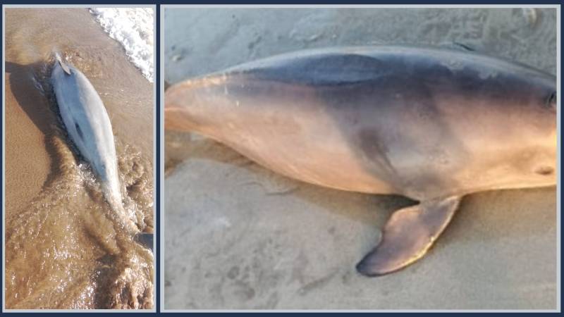 Rare Finless Porpoise Deaths Highlight Rising Marine Threats In Balochistan