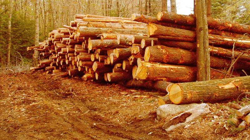 Timber, Power, And Silence: The Cost Of Deforestation In Pakistan