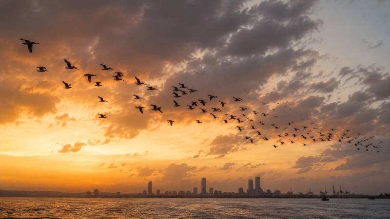 When Humans Migrate Like Migratory Birds
