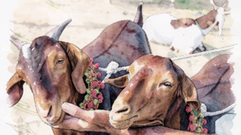 Animal Abuse On Eid-ul-Azha: Spirit Of Sacrifice Lost?