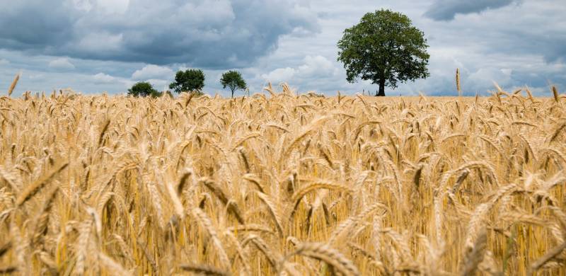 When Wheat Becomes The Wrong Crop