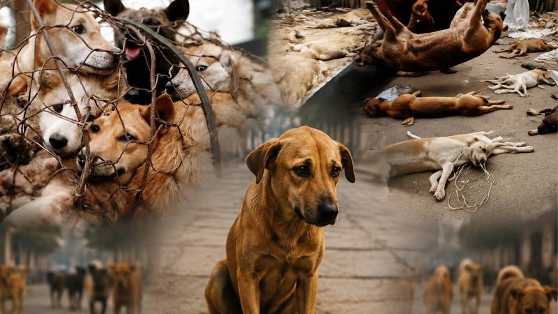 The Hush In Pakistan: On Silence, Stray Dogs, And Normalized Cruelty