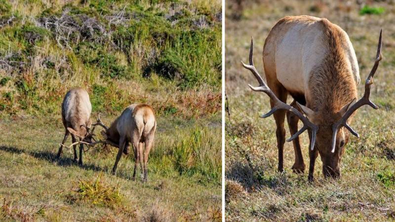 The Magic Of Point Reyes: Wildlife, Wilderness And The Return Of The Tule Elk