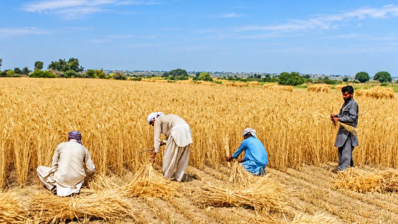 The Wheat Import Bill Begins Upstream