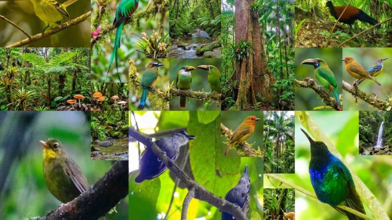 The Architecture Of Silence: Why The Birds Of Pakistan Stopped Singing