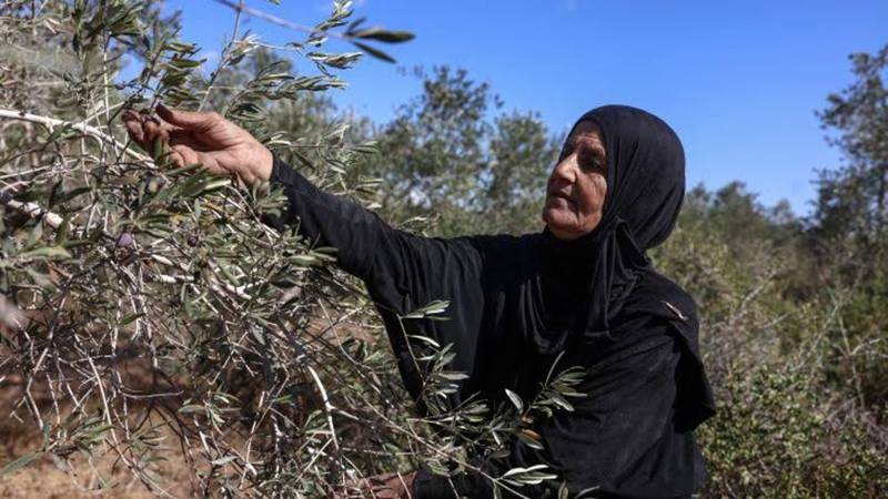 The Settler War On The Palestinian Olive Harvest