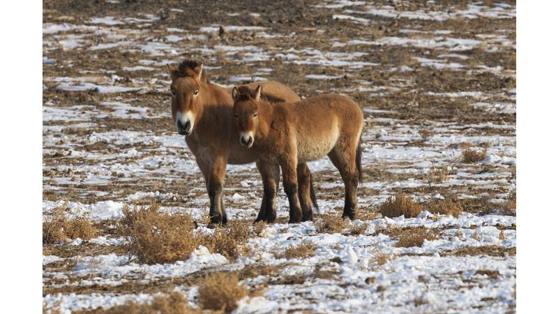 Long Journey Back To The Wild: The Return Of Przewalski’s Horses