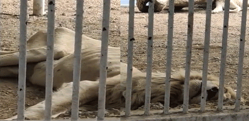 Zoo Official Removed After Death Of Rare White Tiger Kept In Poor Condition